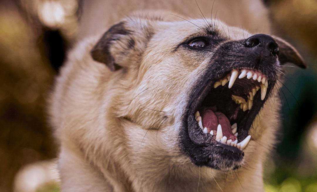 Pomona, CA dog bite lawyer