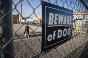 What Steps Should I Take After a Dog Bite in Pomona?